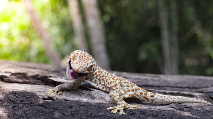 Orang Eropa Kaget Dengar Suara Tokek di Indonesia
