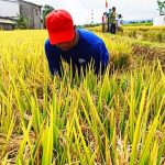 Panen Padi Temanggung