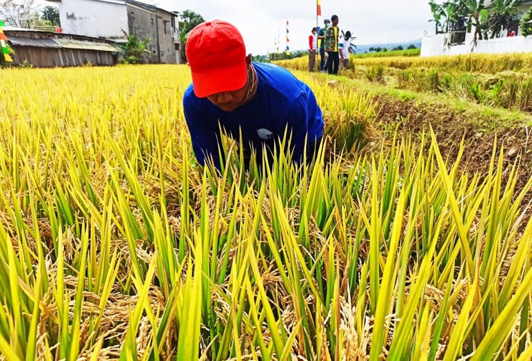Panen Padi Temanggung