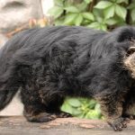 Mengenal Hewan Binturong, Satwa Sejenis Musang yang Hampir Punah