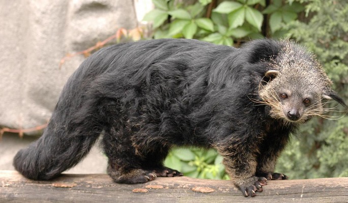 Mengenal Hewan Binturong