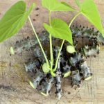 Manfaat Brotowali Bagi Kesehatan, Mengatasi Hipertensi Hingga Masalah Pencernaan.