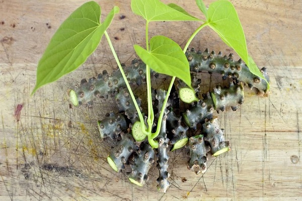 Manfaat Brotowali Bagi Kesehatan