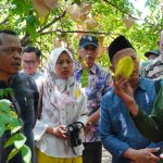 Festival Belimbing Jingga