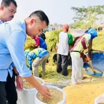 Panen Raya Subang