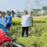 Presiden Jokowi Ikuti Panen Raya di Subang, Berharap Cadangan Beras Nasional Meningkat
