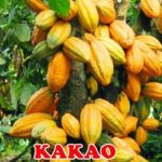 Harga Kakao Capai Titik Tertinggi Sepanjang Masa, Berkah Buat Indonesia?