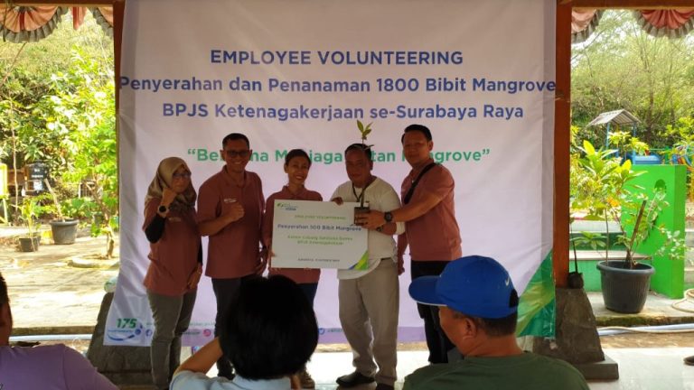 BPJS Ketenagakerjaan Surabaya Darmo Tanam Bibit Mangrove lewat Employee Volunteering