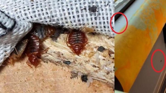 Paris Diserang Wabah Kutu Busuk