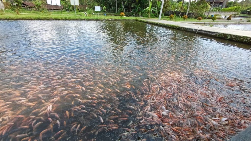 Produktivitas Perikanan temanggung