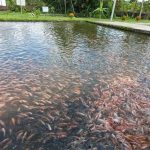 Produktivitas Perikanan temanggung