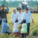 Presiden Jokowi Panen Raya di Indramayu, Pastikan Produksi Padi Baik.