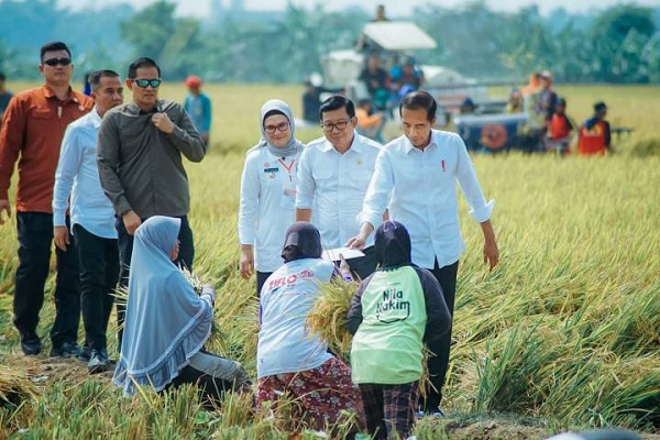 Presiden Jokowi Panen Raya di Indramayu