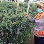 Mentan Amran Ajak Masyarakat Tanam Cabai di Rumah Terkait Tingginya Harga Cabai.