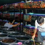 Ekspor Ikan Hias Indonesia Geser Singapura, Negara Kecil yang Tak Punya Laut.