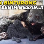 Mengenal Hewan Binturong, Peliharaan Irfan Hakim yang Lahir dengan 1 Mata dan Bertanduk.