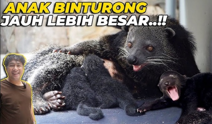 Mengenal Hewan Binturong