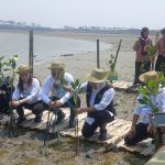 tanam Mangrove