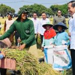 Presiden Jokowi Panen Raya di Indramayu, Pastikan Produksi Padi Baik