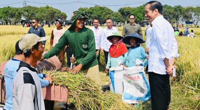 Presiden Jokowi Panen Raya di Indramayu