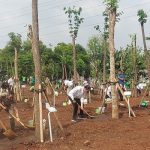 Presiden Jokowi Tanam Pohon Serentak, Tegaskan Langkah Nyata Atasi Perubahan Iklim.