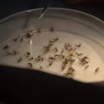 Jentik Nyamuk Wolbachia