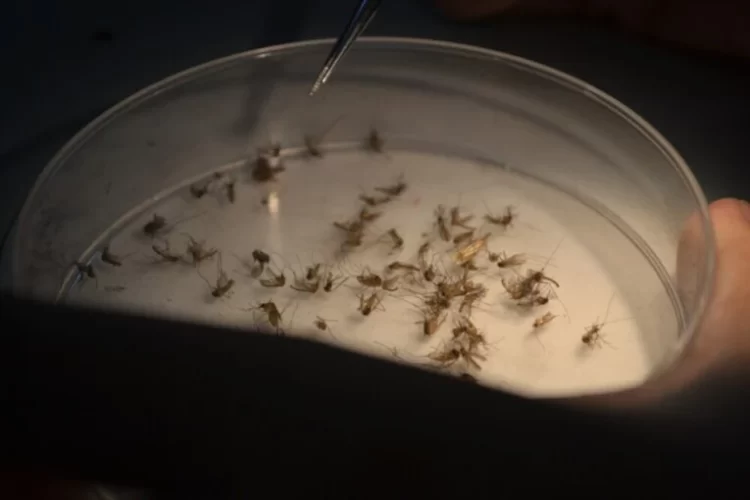 Jentik Nyamuk Wolbachia