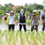 Gubernur Khofifah Tanam Padi Inpari 32, Jadi Best Practice dan Referensi Terbaik dari Tuban
