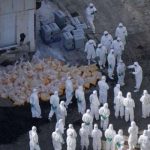 Jepang Deteksi Flu Burung H5, Bunuh 40.000 Burung di Peternakan