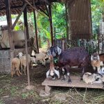 Pencuri Jagal Kambing Kepergok Warga Saat Keluarkan Jeroan di Depok