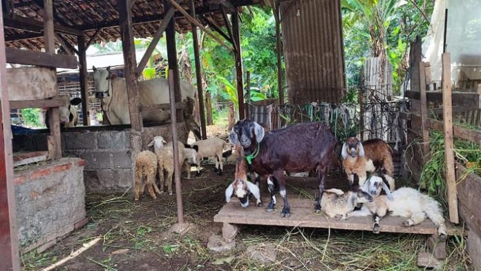 Pencuri Jagal Kambing Kepergok Warga