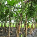 Kementan Musnahkan Bibit Pisang Asal Filipina, Positif Terinfeksi Penyakit Berbahaya.