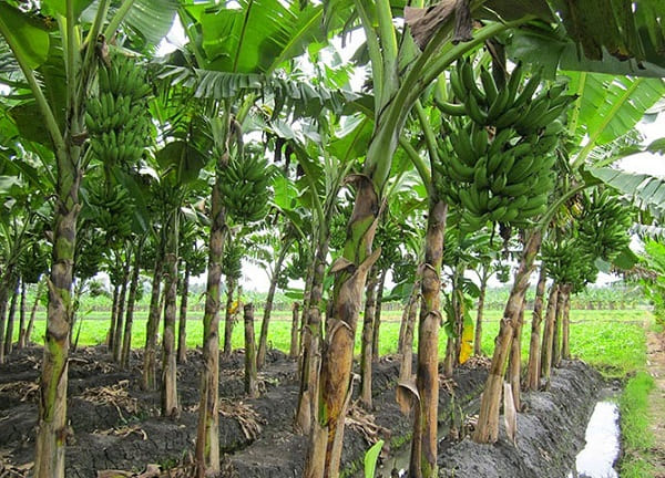 Kementan Musnahkan Bibit Pisang