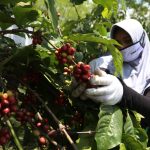 Perkebunan Organik Kopi