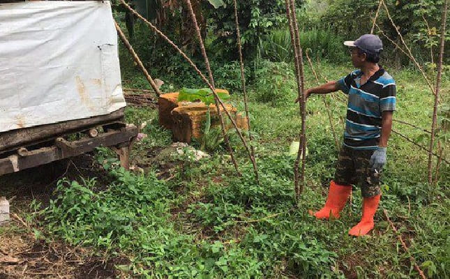 Pencuri Jagal Kambing Kepergok Warga