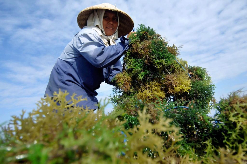 Potensi Rumput Laut