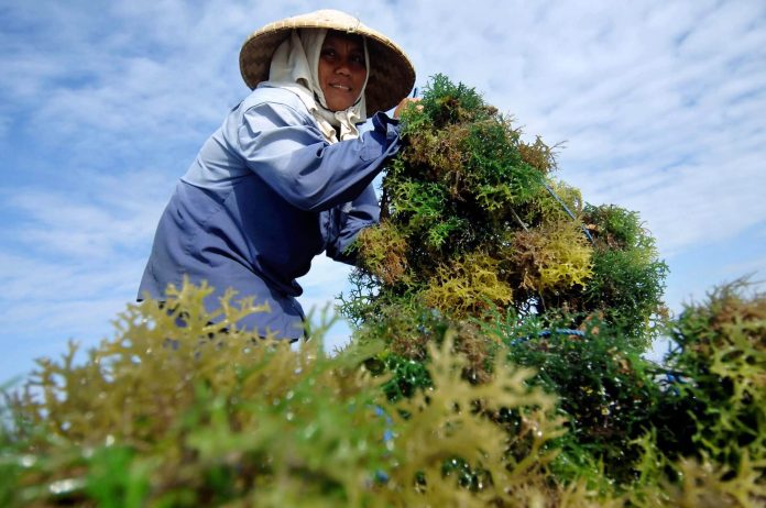 Potensi Rumput Laut