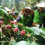 Perkebunan Organik Kopi