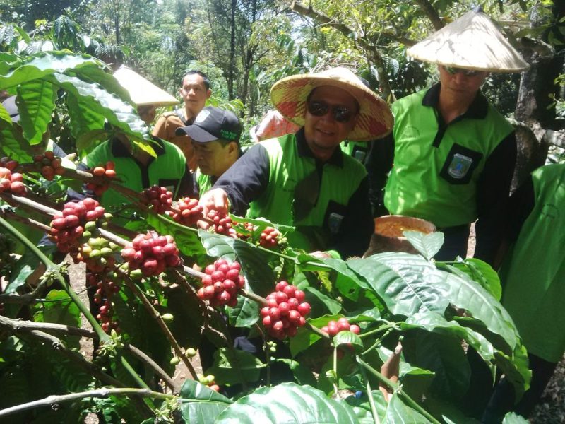 Perkebunan Organik Kopi