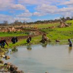 Palestina Punya Harta Karun yang Direbut Israel, Apa Saja?