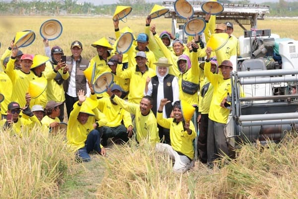 Panen Raya Padi di Tuban
