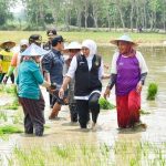 Gubernur Khofifah Tanam Padi Inpari 32, Jadi Best Practice dan Referensi Terbaik dari Tuban.