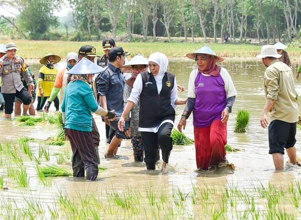 Gubernur Khofifah Tanam Padi Inpari 32