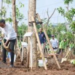 Presiden Jokowi Tanam Pohon Serentak, Tegaskan Langkah Nyata Atasi Perubahan Iklim