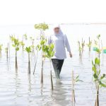 Khofifah Bibit Mangrove