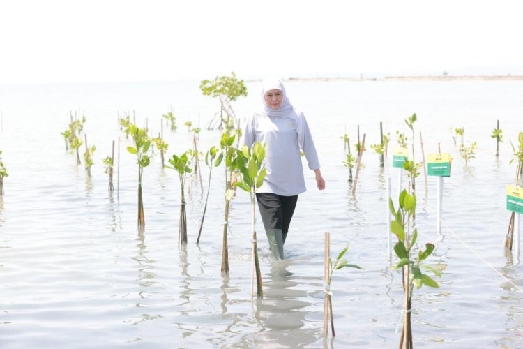 Khofifah Bibit Mangrove