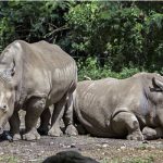 Cegah Perburuan Badak Jawa, TN Ujung Kulon Bakal Tutup Sanghyang Sirah.