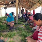 Budidaya Rumput Laut