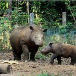 Cegah Perburuan Badak Jawa, TN Ujung Kulon Bakal Tutup Sanghyang Sirah