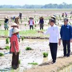 Presiden Jokowi Tinjau Penanaman Padi dan Serap Aspirasi Petani di Pekalongan